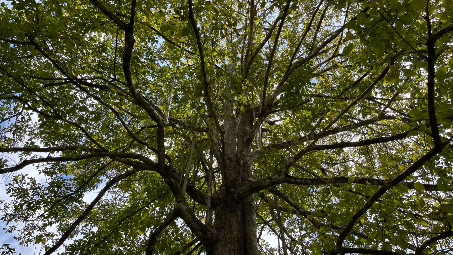 Mountain View Home Site with Seasonal Waterfall and Mature Fruit Trees selected