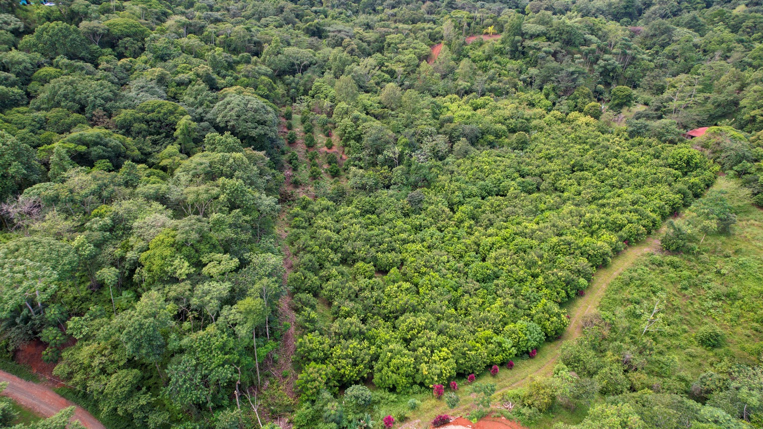 Premium 9.3-Hectare Farm for Sale in Ojochal, Costa Rica selected