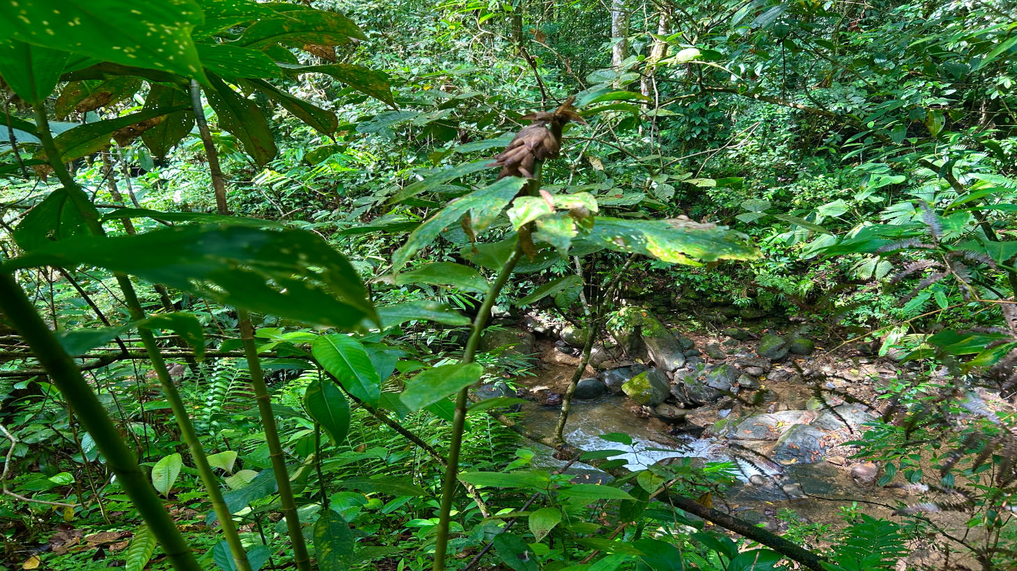 Selva Vista Estate – 5.9 Acres of Wild Beauty selected