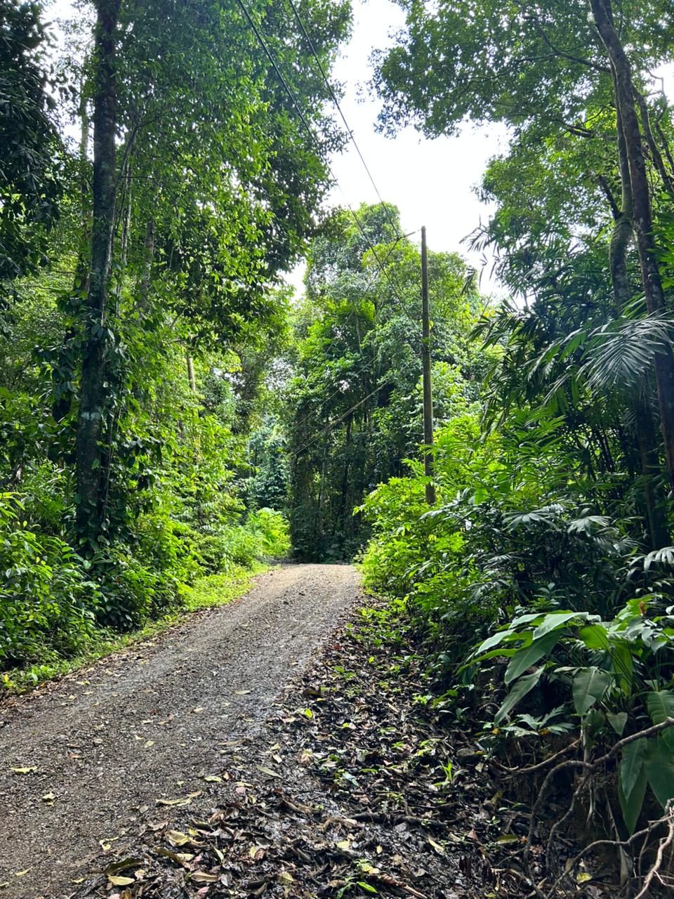 87 Acres of Natural Wonder and Endless Possibility in Ballena, Costa Rica selected