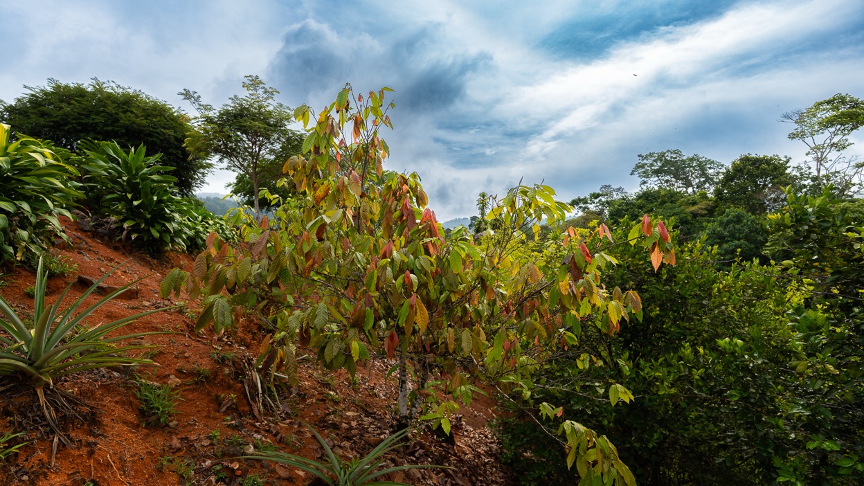 Ocean View Development Property with Waterfall Vista — 14.83 Acres in San Luis de Morete, Near Uvita selected