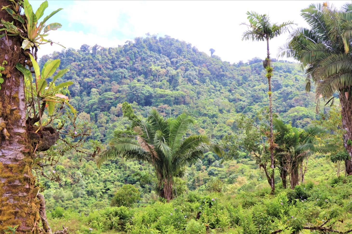 3 Spectacular Ocean View Farms in Uvita selected
