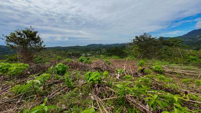 Prime Investment Opportunity in Ojochal – Two Properties, Endless Possibilities image 4