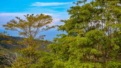 1.5 Acre Ocean & Mountain View Lot Near Uvita | Legal Water & Privacy image 2