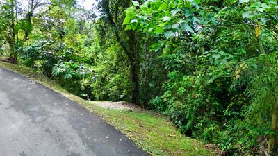 Selva Vista Estate – 5.9 Acres of Wild Beauty image 4
