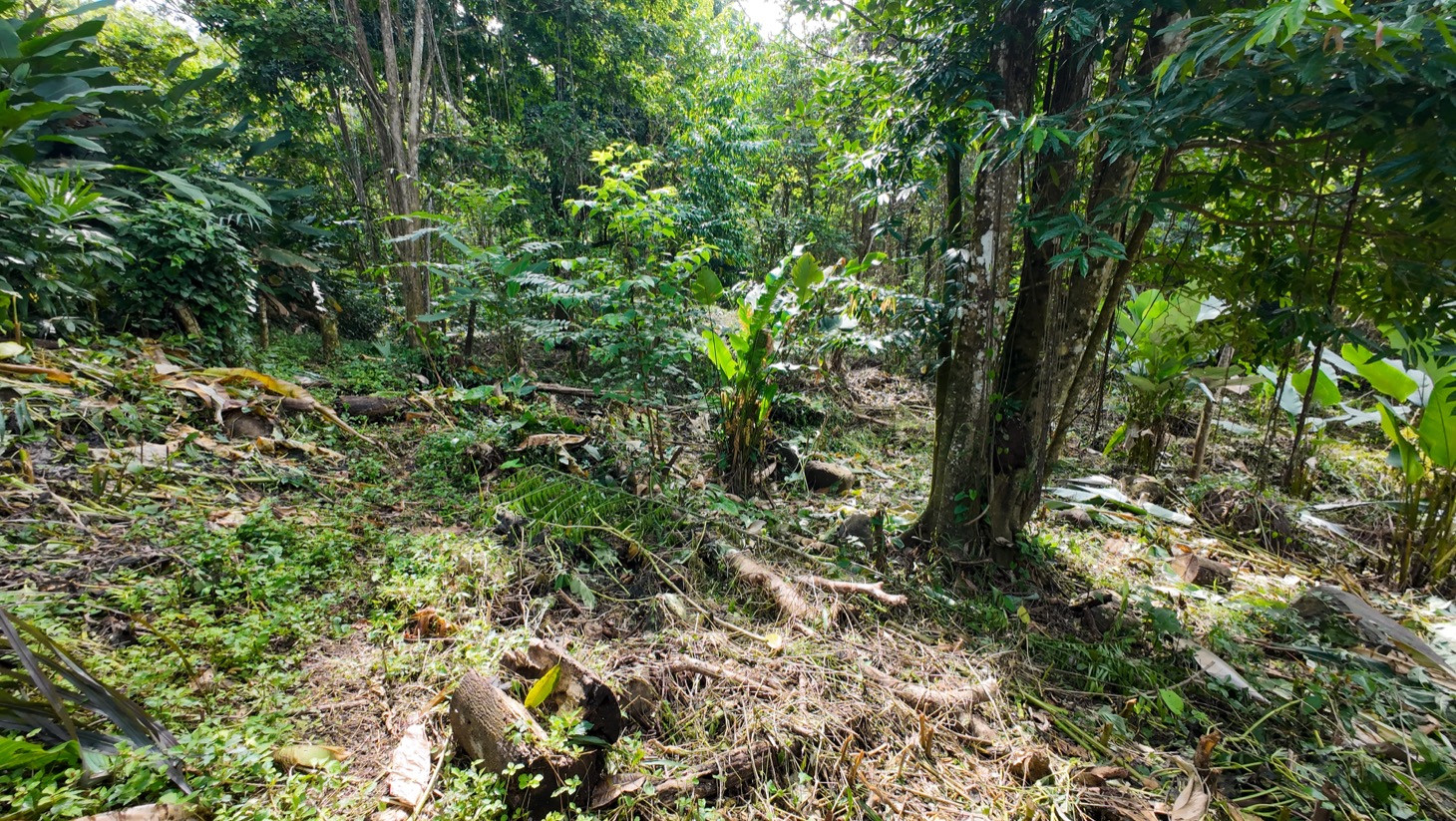 Riverfront Property for Sale in Ojochal, Costa Rica – Nearly 1 Hectare of Flat, Buildable Land selected