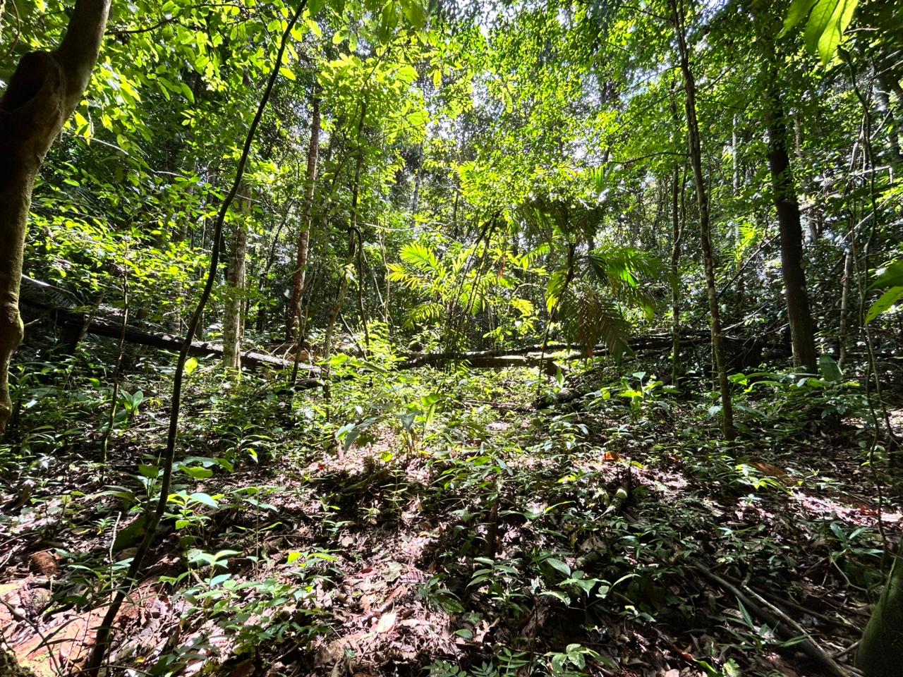 87 Acres of Natural Wonder and Endless Possibility in Ballena, Costa Rica selected