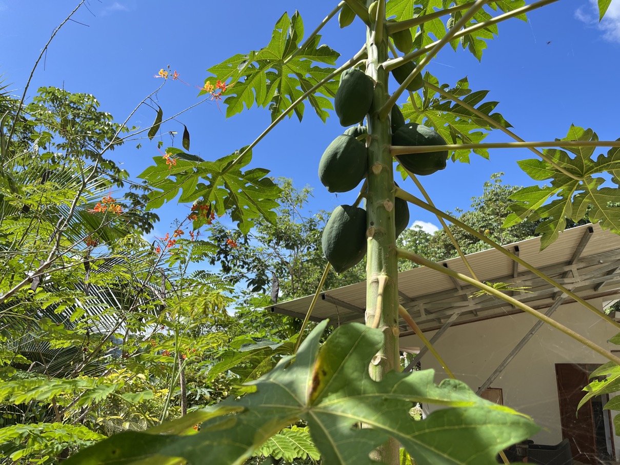 Charming Mountain Retreat in Vergel de Osa – Minutes from Ojochal, Beaches, and Waterfalls selected