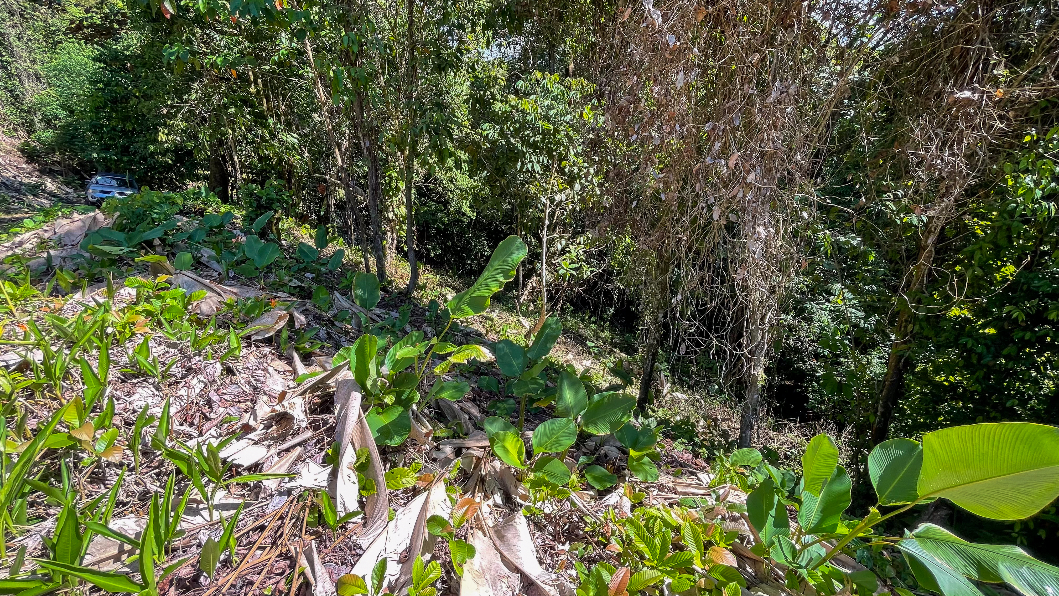 Tucked-Away Jungle Lot at the End of a Quiet Road — Ojochal, Costa Rica selected