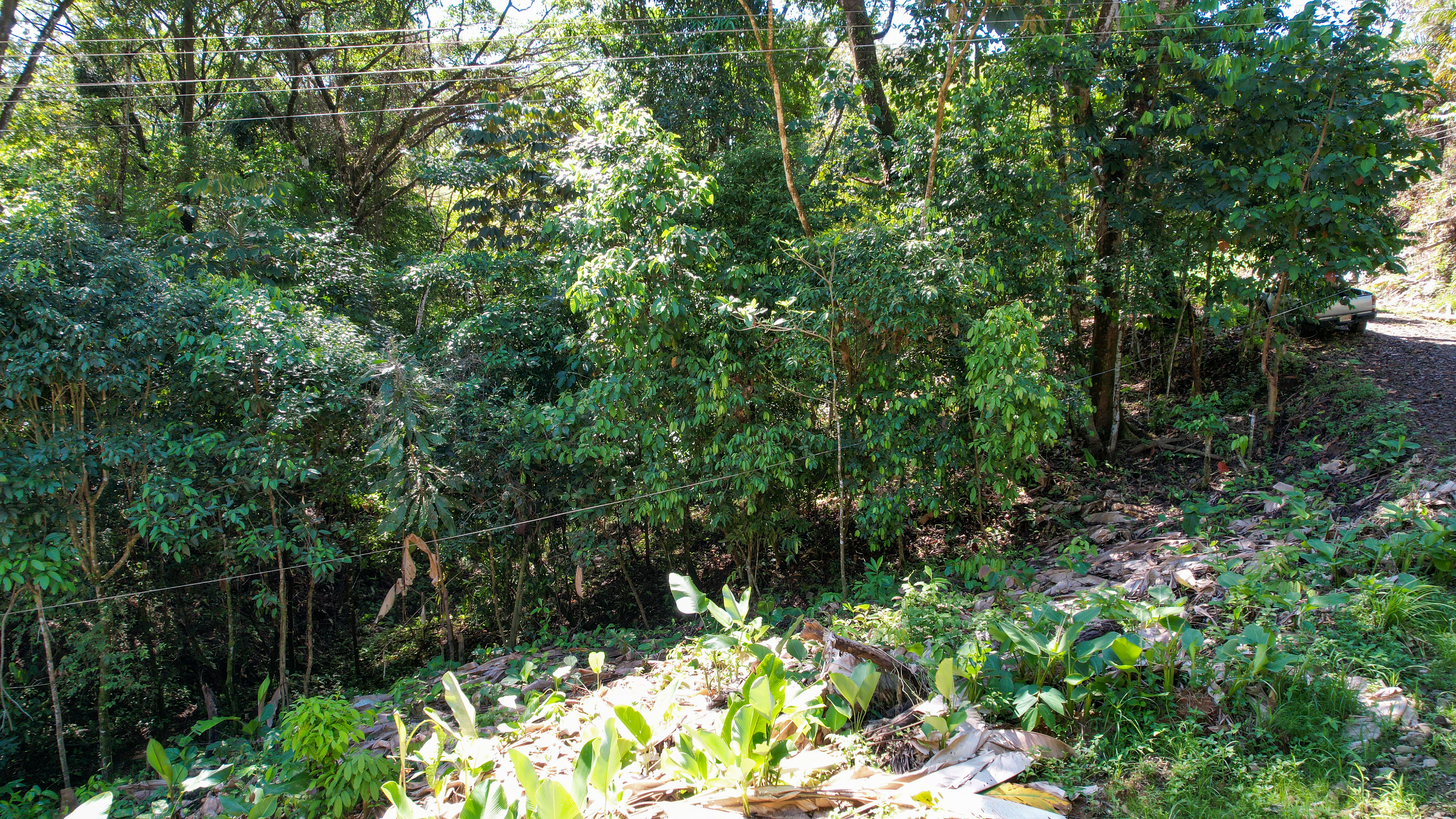 Tucked-Away Jungle Lot at the End of a Quiet Road — Ojochal, Costa Rica selected