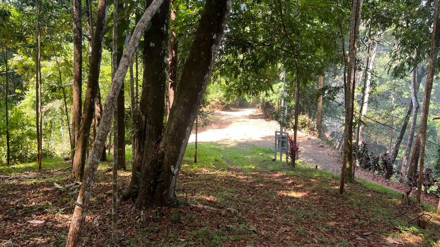 Build Ready Home Site with Easy Access in a Lush Rainforest Setting selected