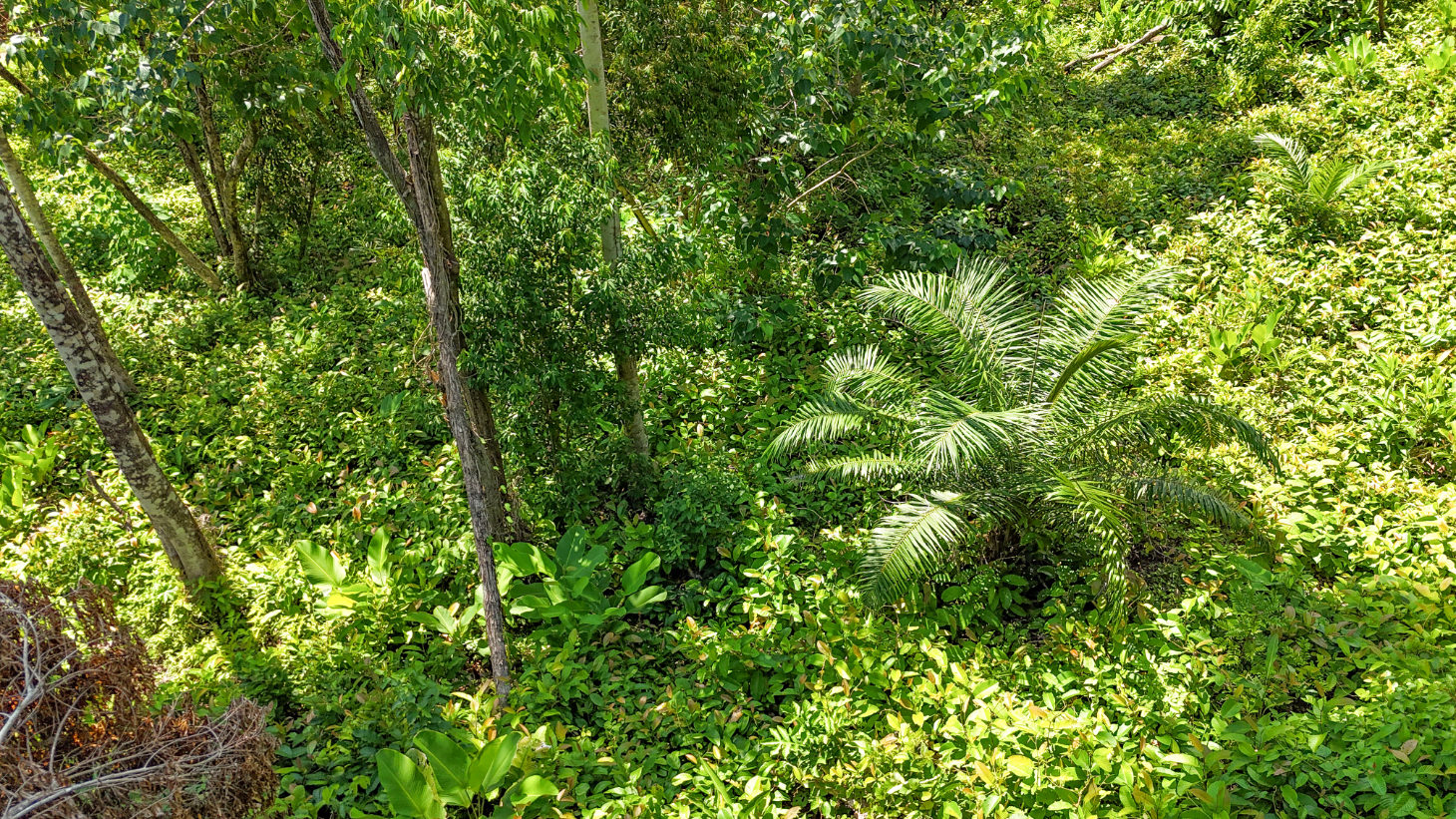5.75 Acre Land for Sale in Ojochal | Ocean View Development Property selected