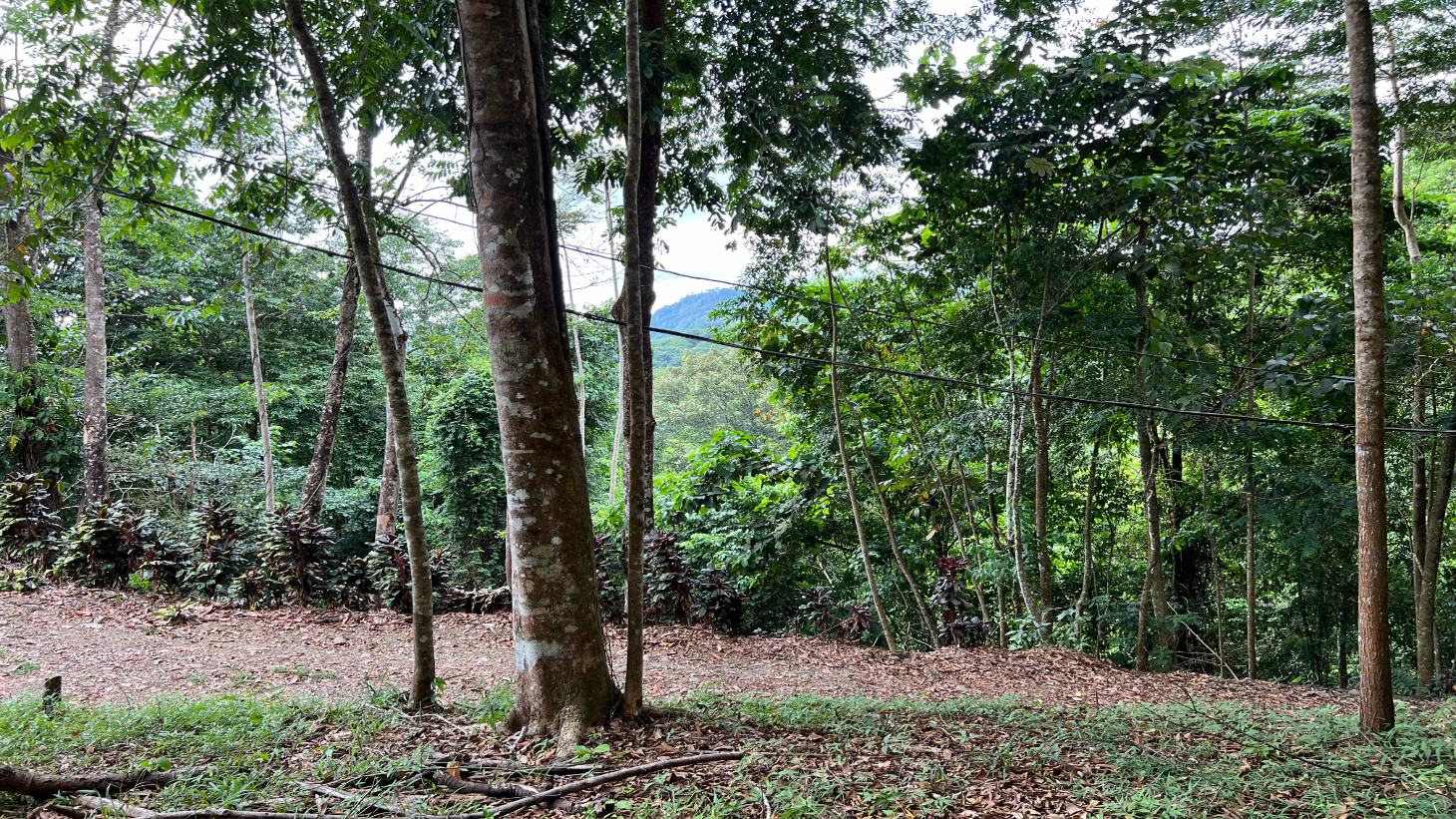 Build Ready Home Site with Easy Access in a Lush Rainforest Setting selected