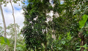2.9 ACRES – Tons of Fruit Trees, 3 Bedroom Tico Home Plus Bodega In Tinamastes selected
