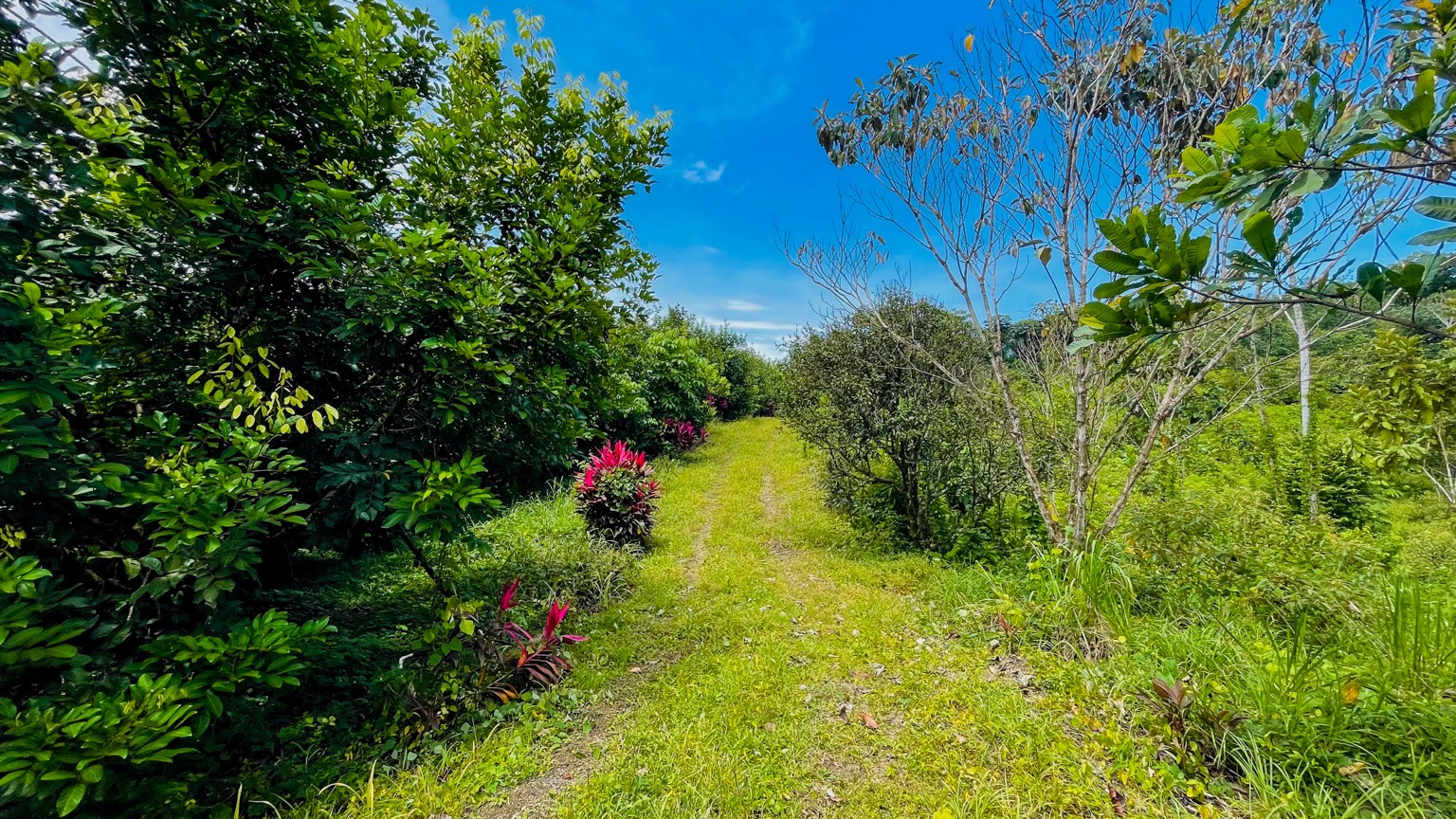 Premium 9.3-Hectare Farm for Sale in Ojochal, Costa Rica selected
