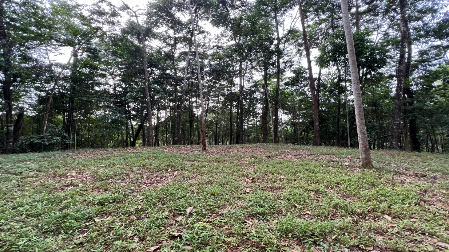 Build Ready Home Site with Easy Access in a Lush Rainforest Setting selected