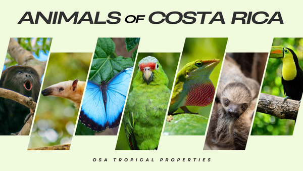 Top 10 Most Spotted Animals of Costa Rica