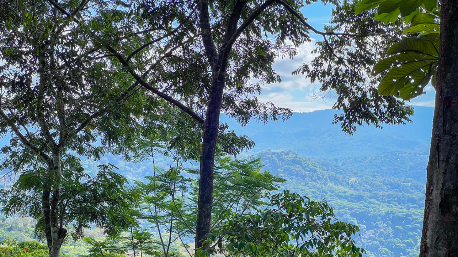Rainforest Retreat with a Forested Setting and Good Rental History in Lagunas selected