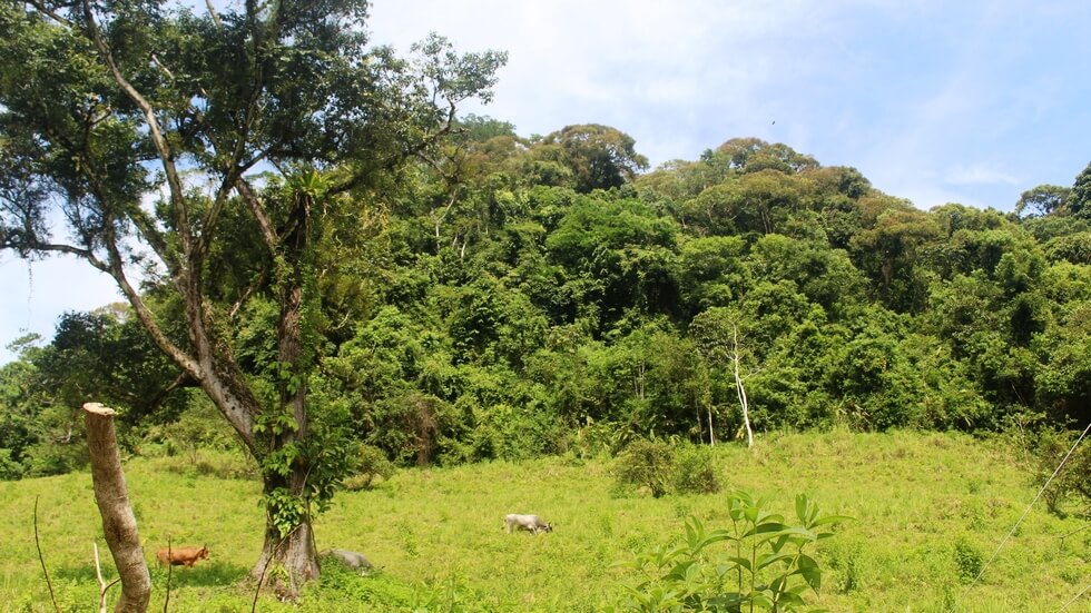 Beautiful 72 Acre Farm In Uvita With Waterfalls And Ocean Views selected