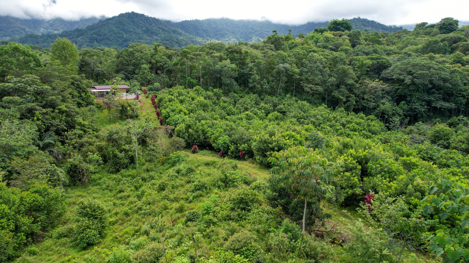 Premium 9.3-Hectare Farm for Sale in Ojochal, Costa Rica selected