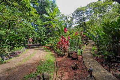 Jungle Sanctuary with Income-Generating Casitas, Creek, Pool & Ultimate Privacy in Ojochal image 4