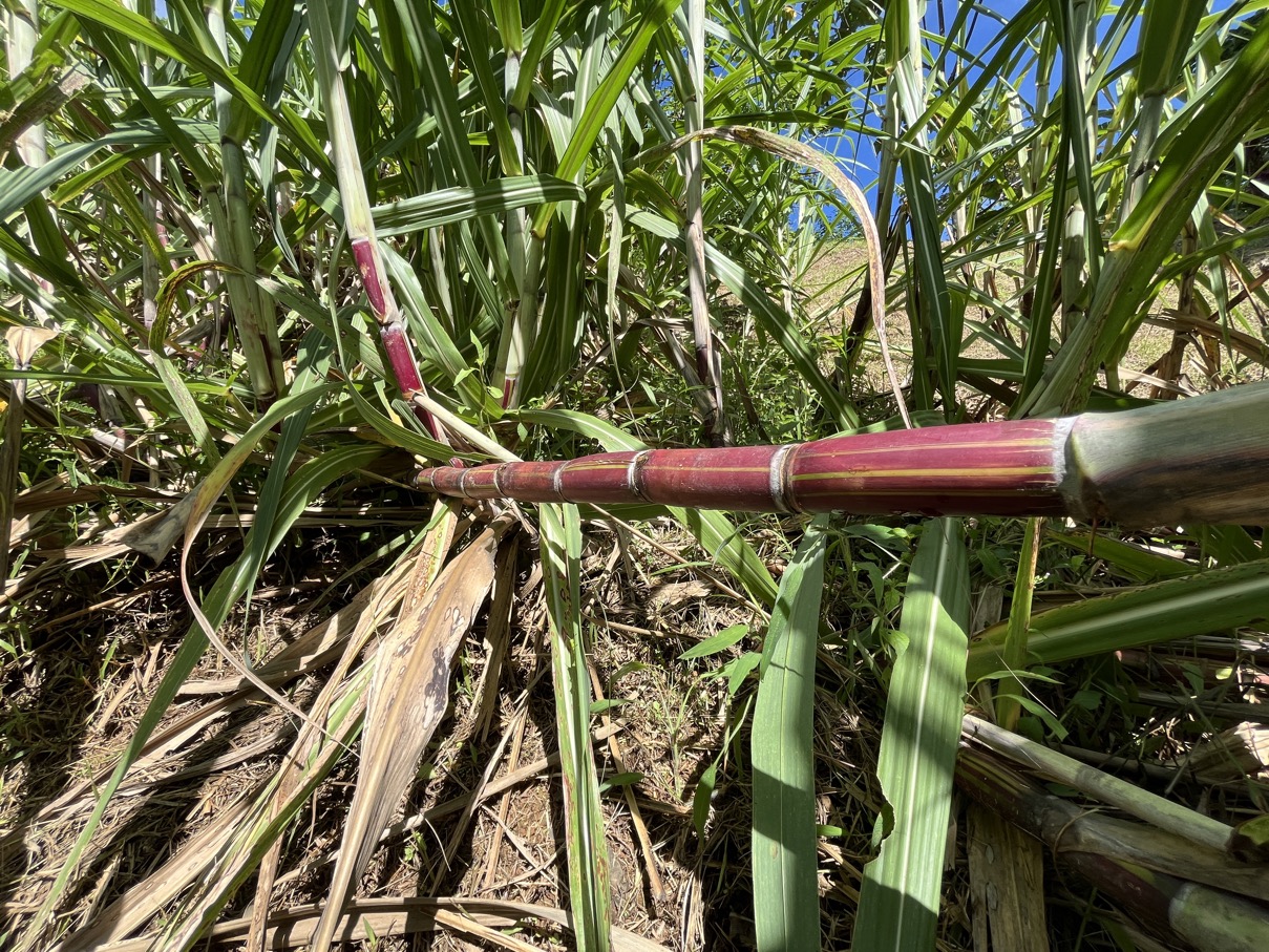 Charming Mountain Retreat in Vergel de Osa – Minutes from Ojochal, Beaches, and Waterfalls selected