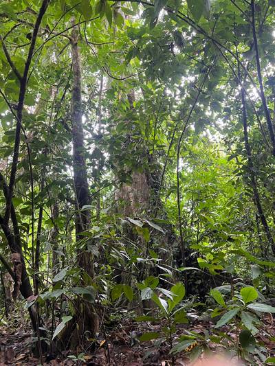A Living Jungle Sanctuary on the River — 86 Hectares in Sabalo, Costa Rica image 4
