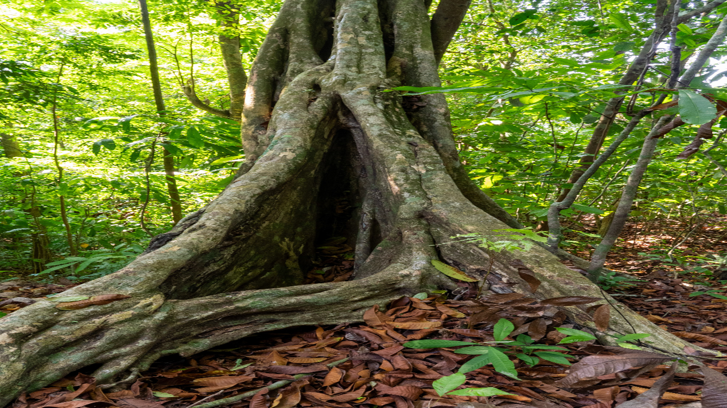 Rare 86-Acre Ocean View Estate Bordering Hacienda Barú – A Unique Opportunity for Conservation and Development selected