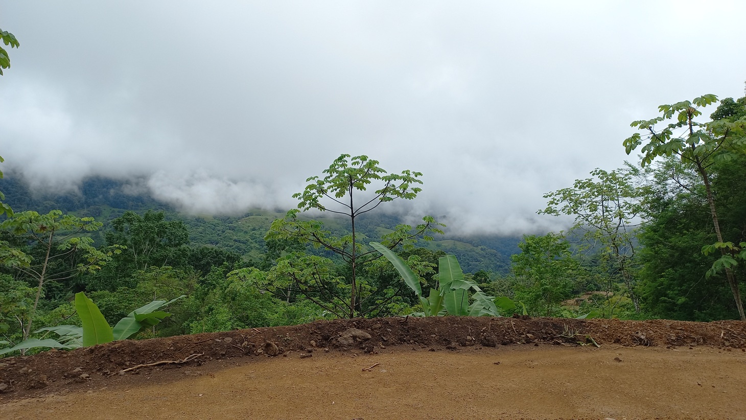 Mountain View Land with Several Building Sites and Mature Fruit Trees selected