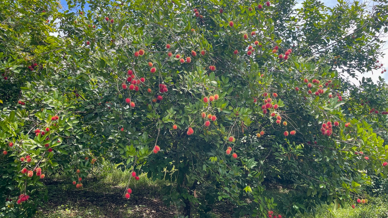 Premium 9.3-Hectare Farm for Sale in Ojochal, Costa Rica selected