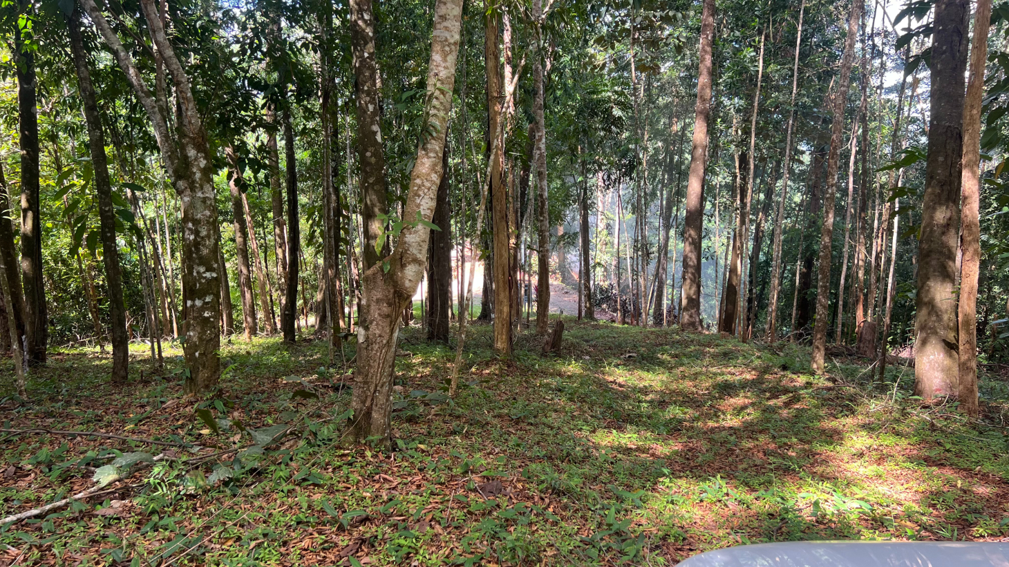 Build Ready Home Site with Easy Access in a Lush Rainforest Setting selected