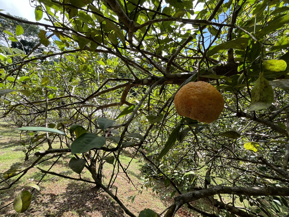 Charming Mountain Retreat in Vergel de Osa – Minutes from Ojochal, Beaches, and Waterfalls selected