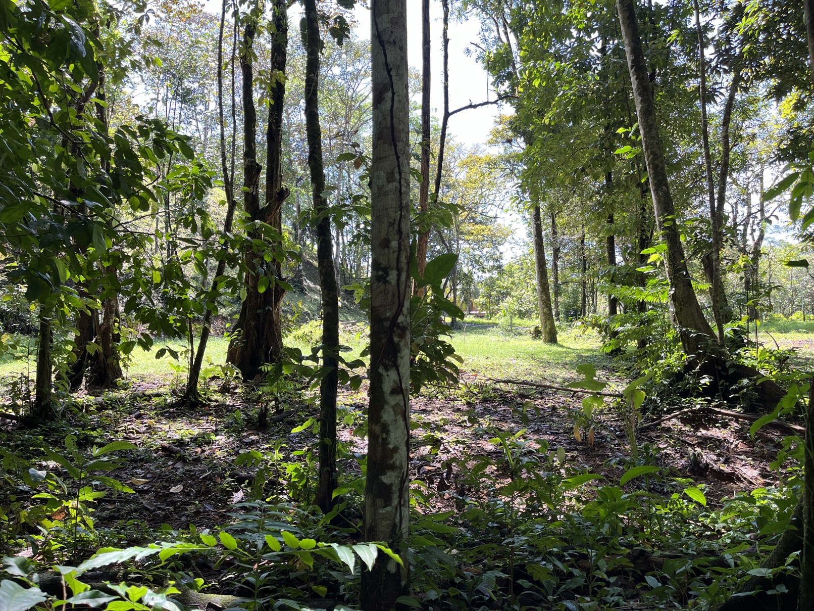 Flat Lot in Tortuga: Your Dream Project Awaits selected