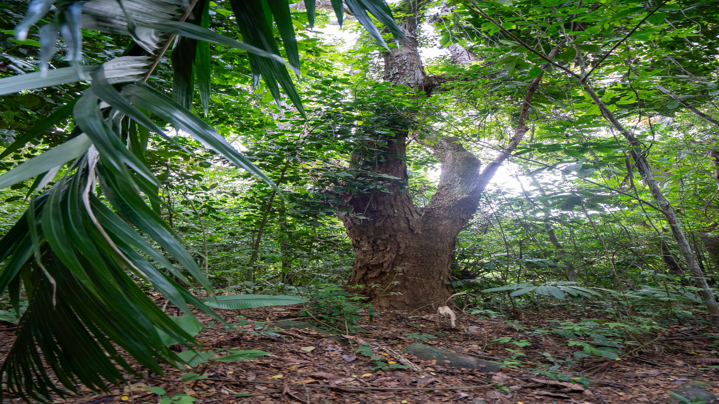 Rare 86-Acre Ocean View Estate Bordering Hacienda Barú – A Unique Opportunity for Conservation and Development selected
