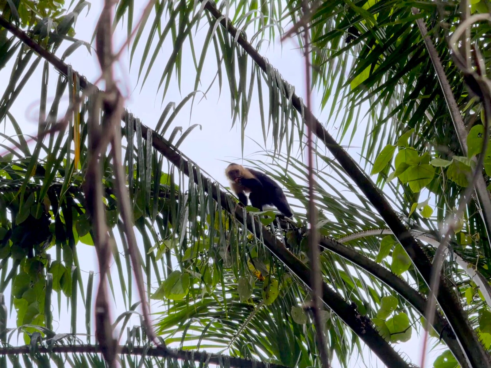 Ocean View Gem with Exceptional Usability near Dominical selected