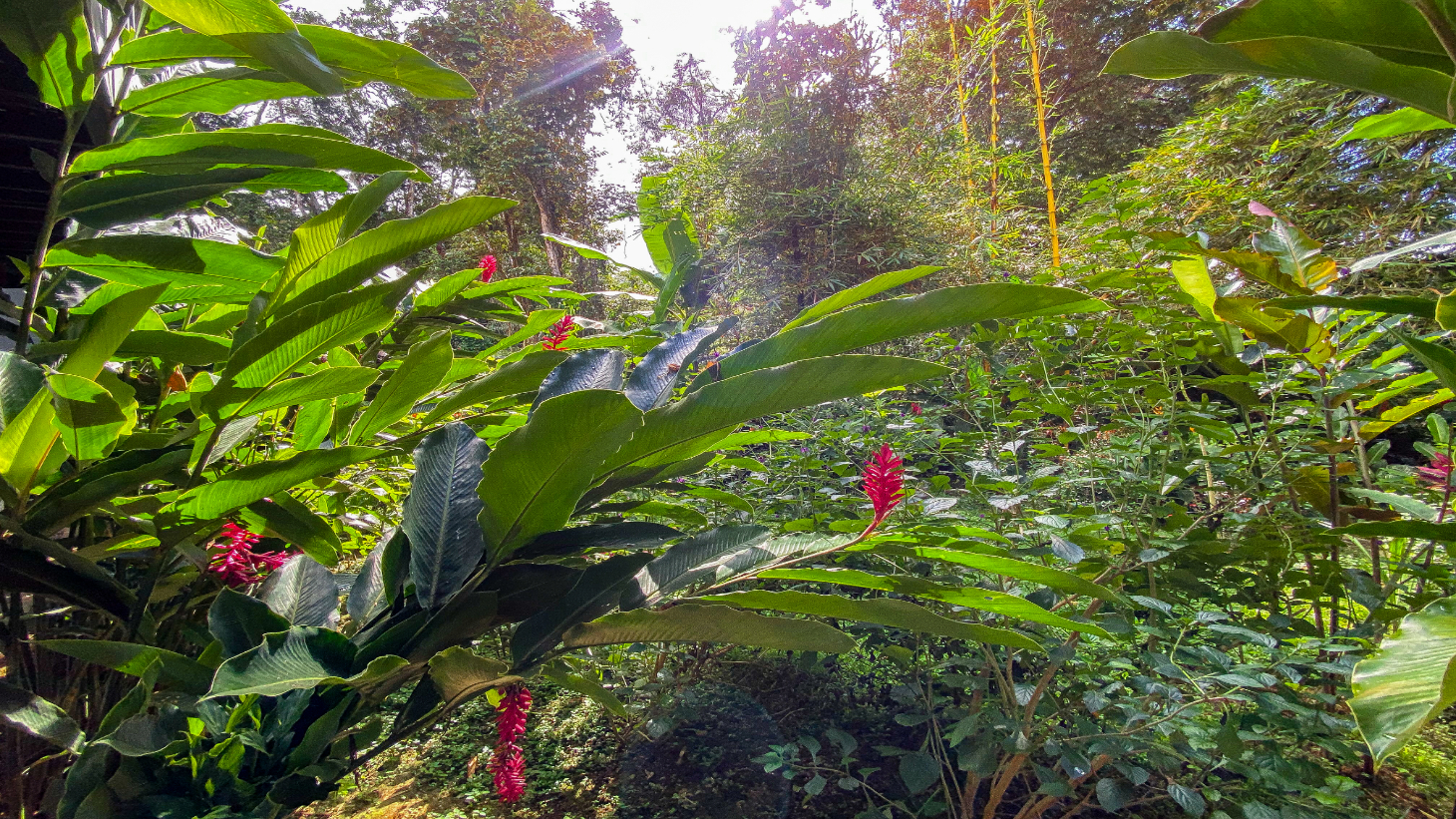 Tropical 4-Bedroom Home for Sale in Uvita | Pool & Airbnb Income selected