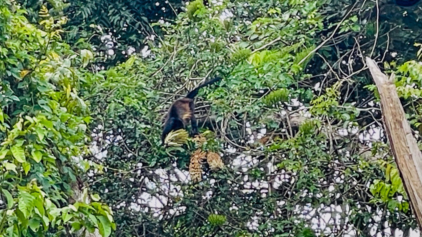 14-Acre Eco-Haven with Ocean View & Riverfront, Minutes from Beaches and National Park selected