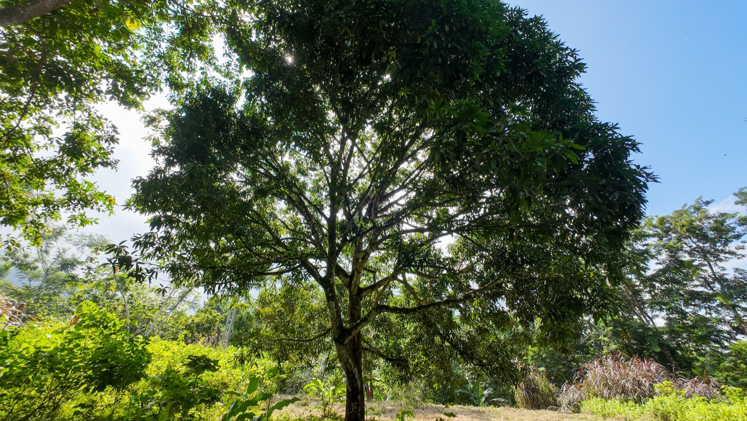 Riverfront Property for Sale in Ojochal, Costa Rica – Nearly 1 Hectare of Flat, Buildable Land selected