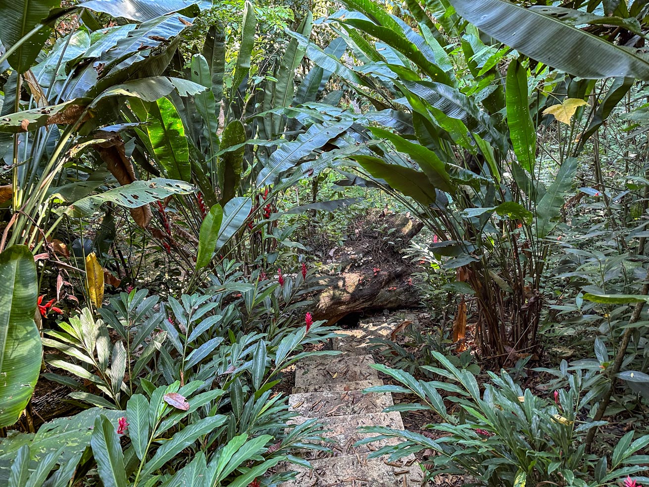 1-Bedroom Jungle River Retreat with Room to Build Your Dream Home in the Heart of Ojochal selected