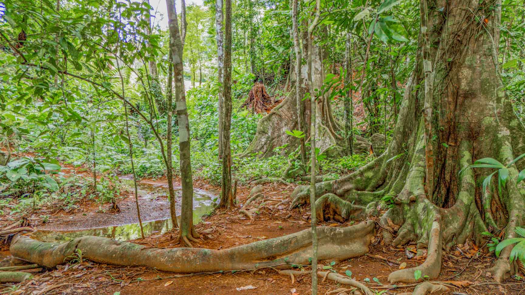 Jungle-Immersed Modern Retreat with Riverfront, Pool, and Expansion Potential in Cinco Ventanas selected