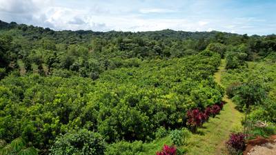 Premium 9.3-Hectare Farm for Sale in Ojochal, Costa Rica image 2
