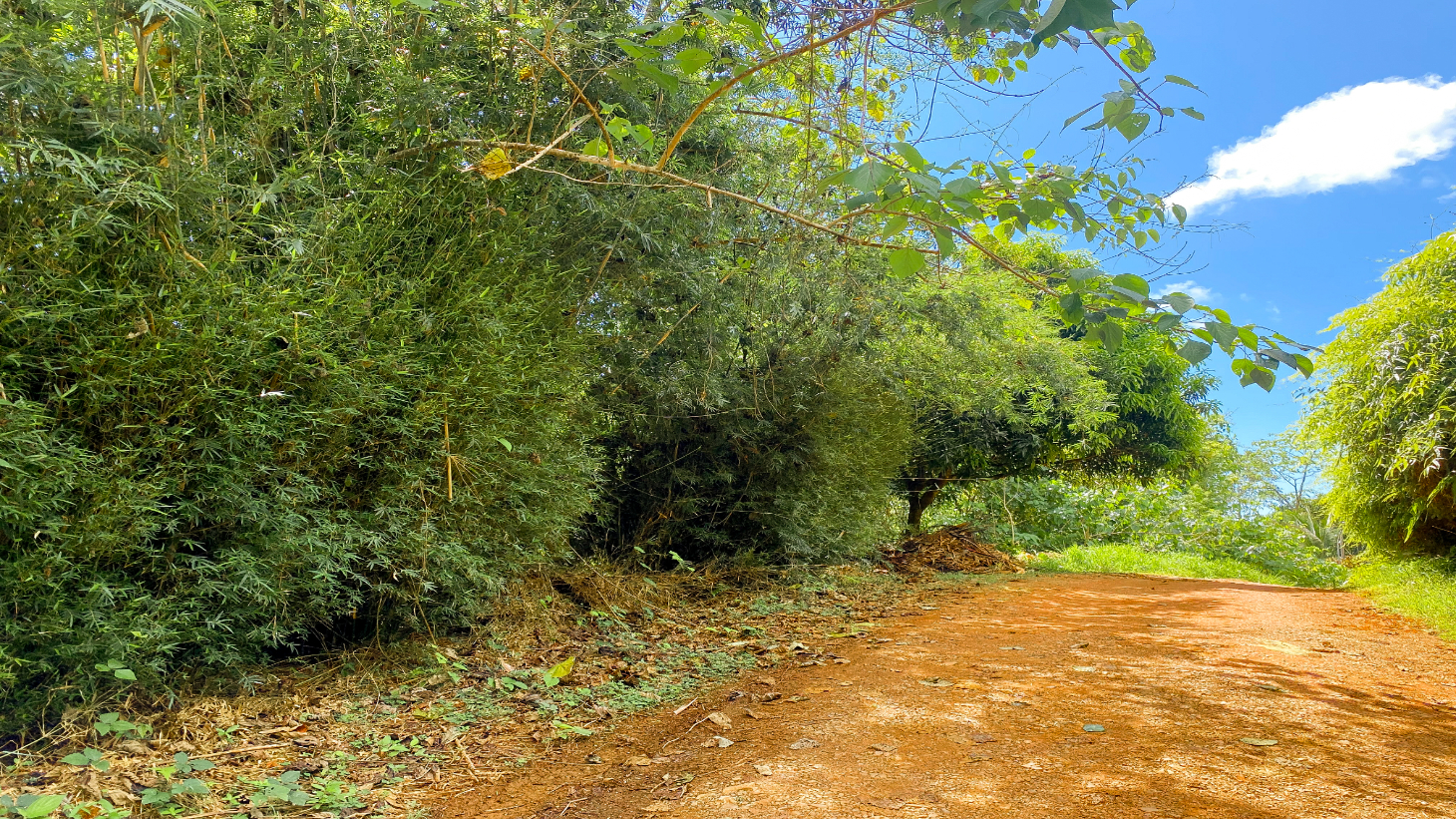 Jungle Lot for Sale in Ojochal With River & Waterfall selected