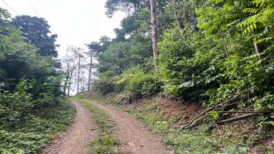 Build Ready Home Site with Easy Access in a Lush Rainforest Setting image 5