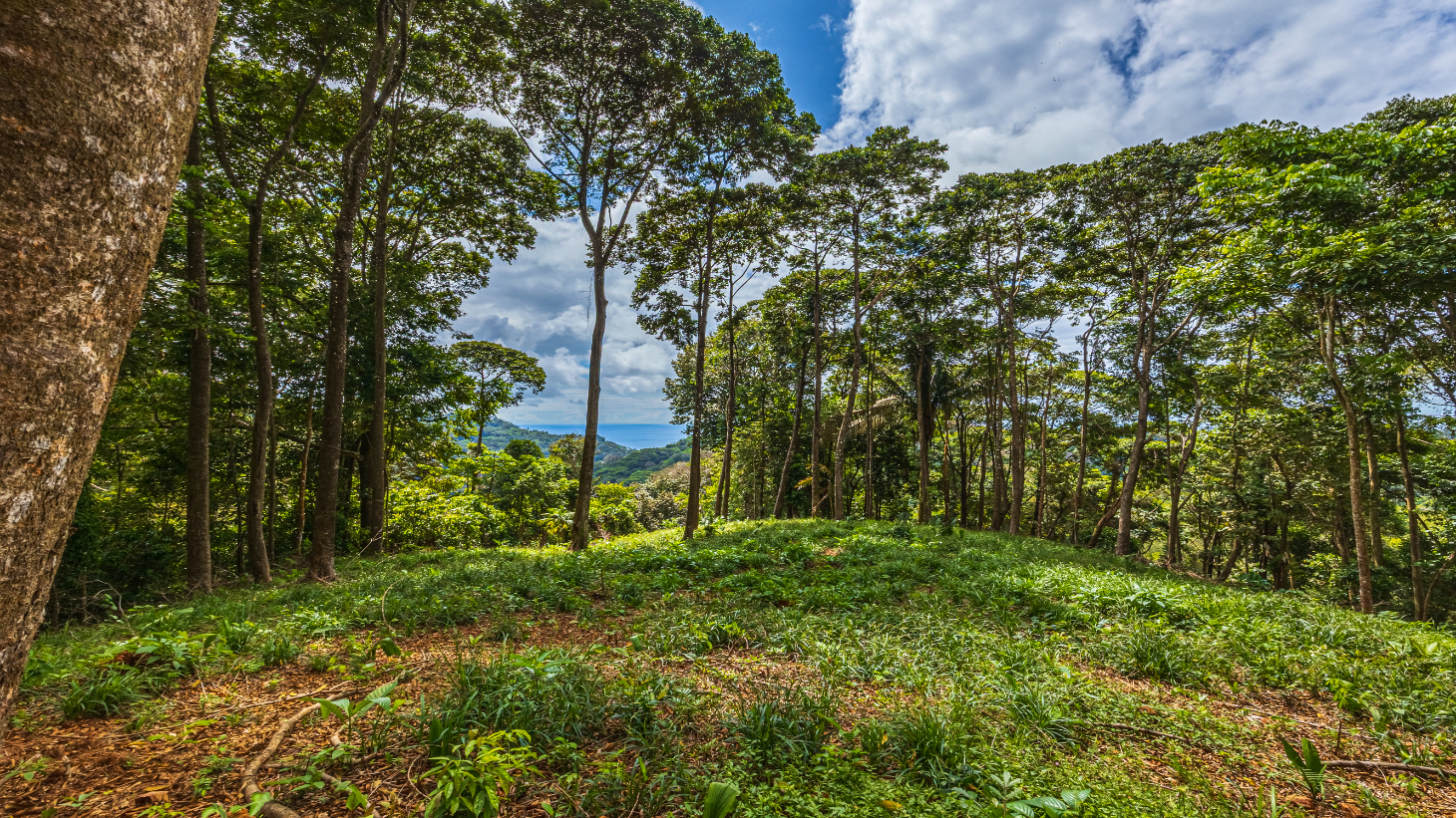 Rare 86-Acre Ocean View Estate Bordering Hacienda Barú – A Unique Opportunity for Conservation and Development selected