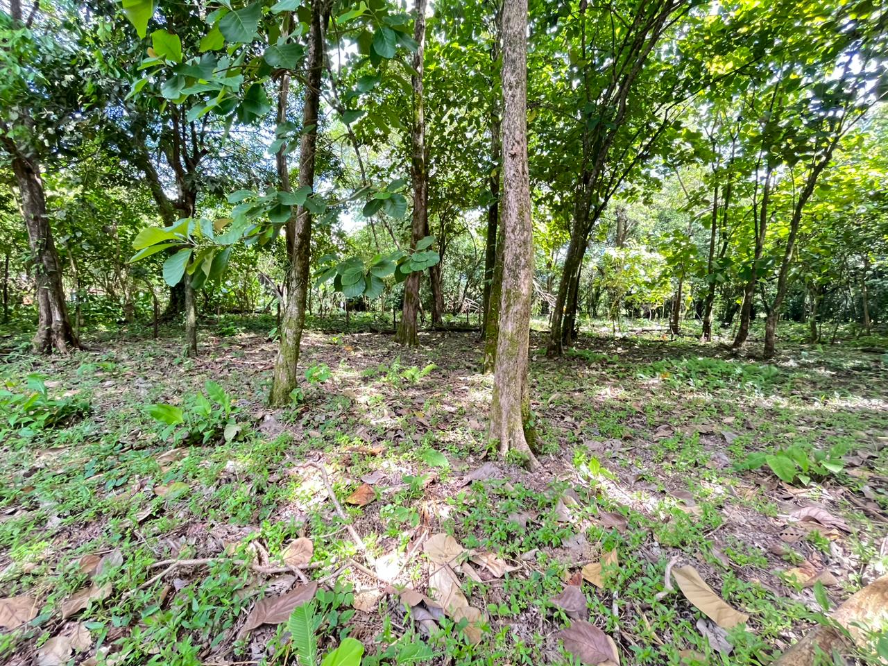 Prime 0.37-Acre Build-Ready Lot Steps from Marino Ballena National Park in Uvita selected