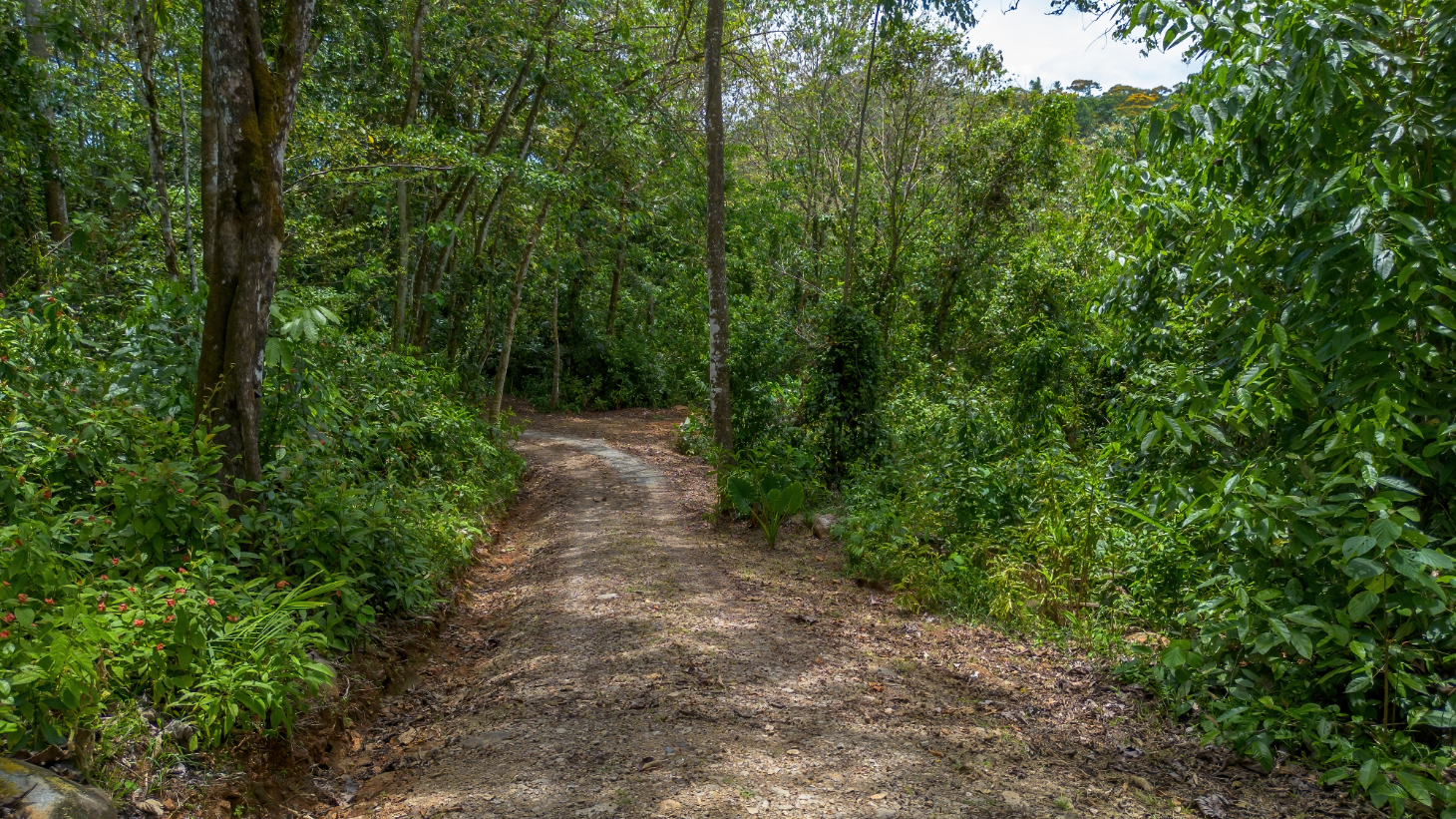 Modern Jungle Home on 3.44 Acres with Creek Near Dominical, Costa Rica  selected