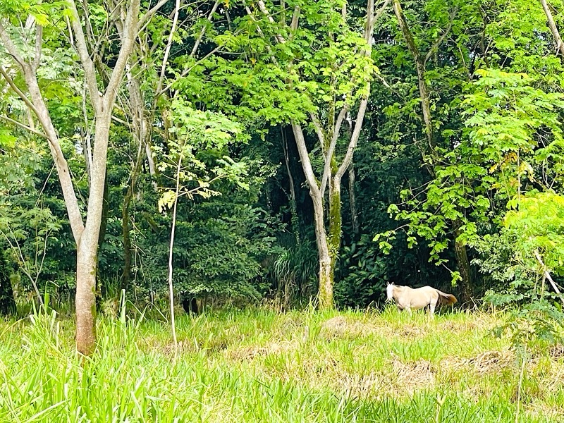 Prime 10+ Acre Development Opportunity in Uvita selected