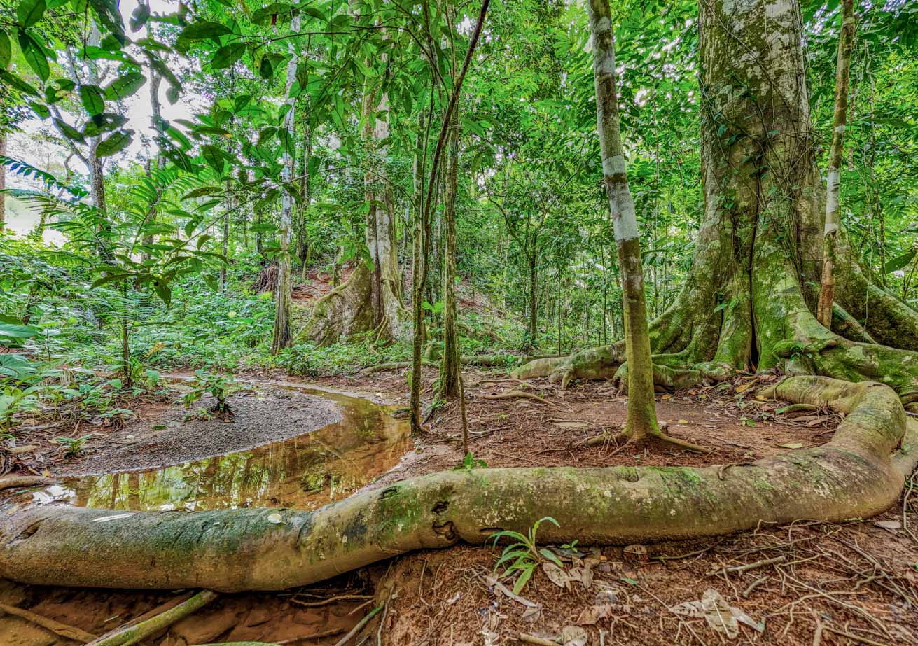 Jungle-Immersed Modern Retreat with Riverfront, Pool, and Expansion Potential in Cinco Ventanas selected