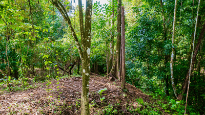 Exceptional Residential or Commercial Potential Property in Ojochal image 5