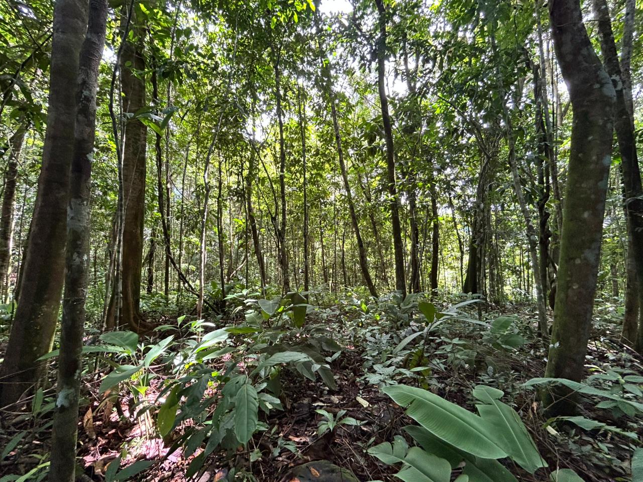 87 Acres of Natural Wonder and Endless Possibility in Ballena, Costa Rica selected